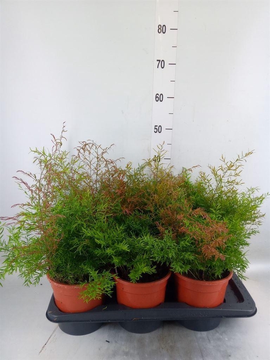 <h4>Asparagus dens. 'Cwebe'</h4>