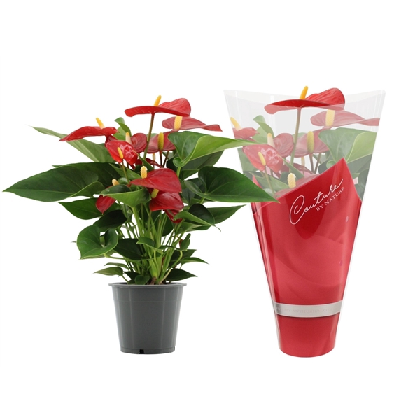 <h4>Anthurium Micra in Couture sleeve</h4>