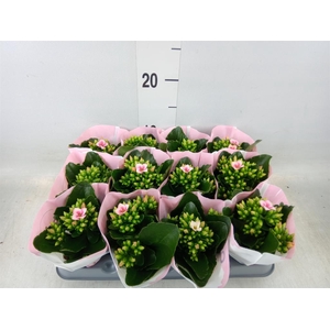 Kalanchoe  'Else Flowers Oakley'