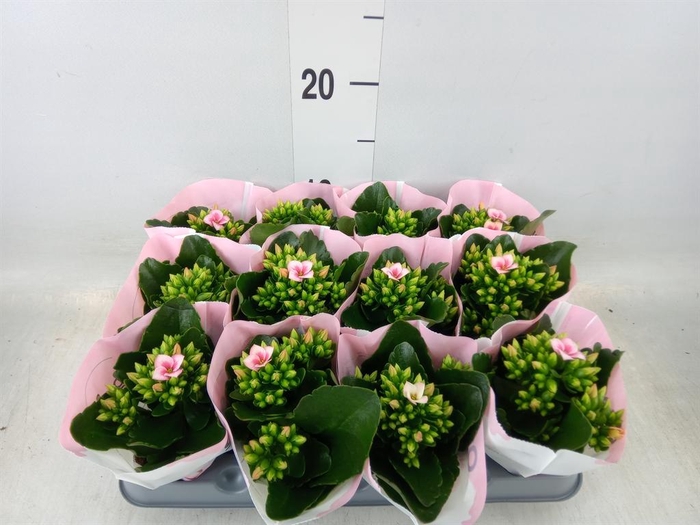 <h4>Kalanchoe  'Else Flowers Oakley'</h4>