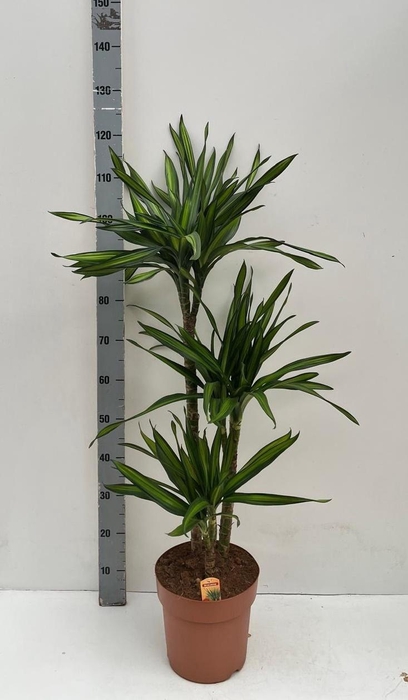 <h4>DRA FRAG RIKI</h4>