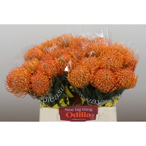 Nutans Ayoba Peach
