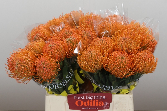 <h4>Nutans Ayoba Peach</h4>