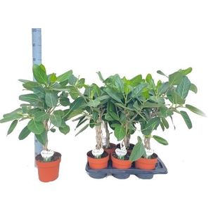 FICUS BENG AUDREY