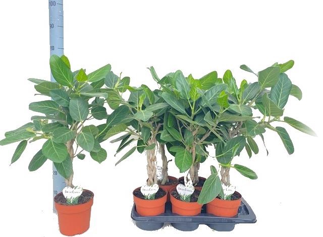 FICUS BENG AUDREY