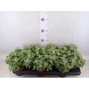 Helichrysum petiolare