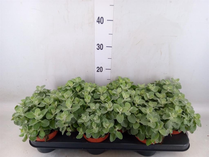 <h4>Helichrysum petiolare</h4>