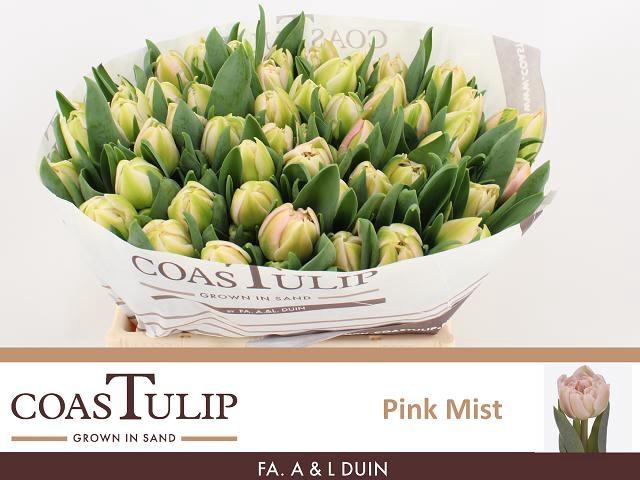 <h4>TU DU PINK MIST</h4>