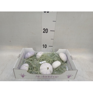 Arr.  Tillandsia L%