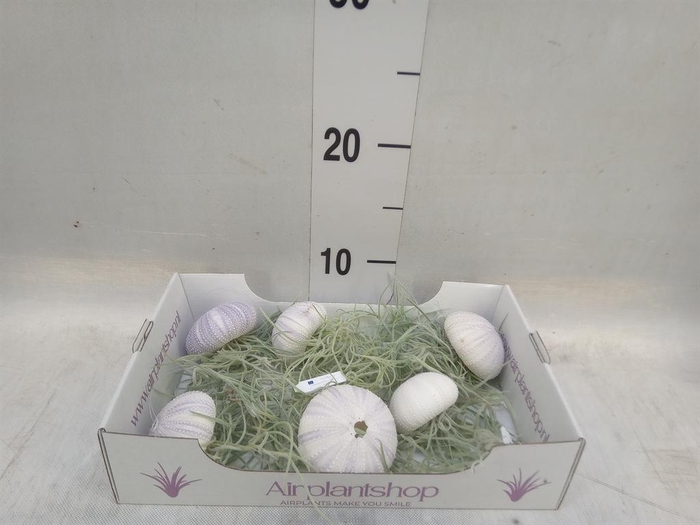 <h4>Arr.  Tillandsia L%</h4>