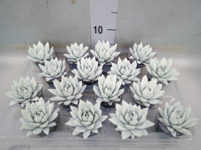 <h4>Echeveria  'Miranda'</h4>