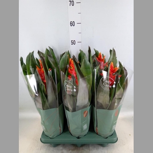 Aechmea  'Pepita Elegant Flames'