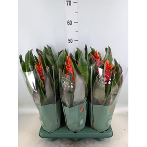 Aechmea  'Pepita Elegant Flames'