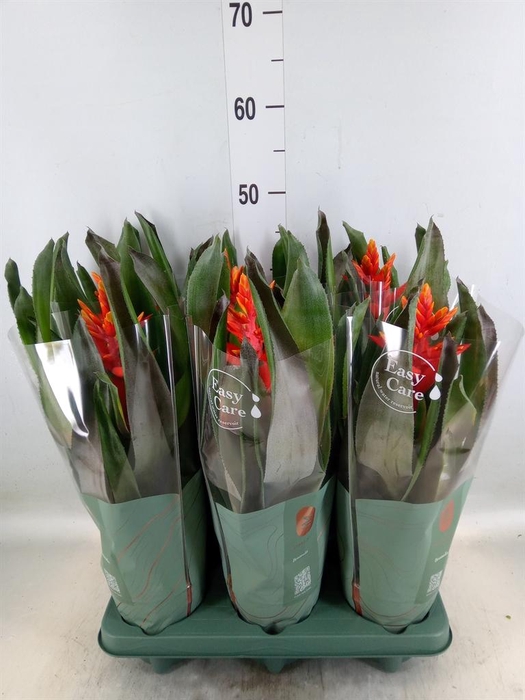 <h4>Aechmea 'Pepita Elegant Flames'</h4>