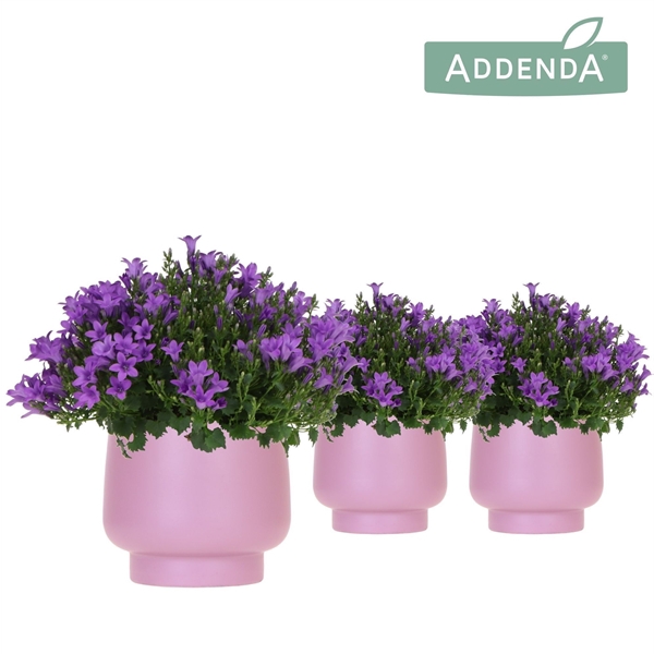 <h4>Campanula Addenda Ambella Intense purple in Scandic pot violet</h4>