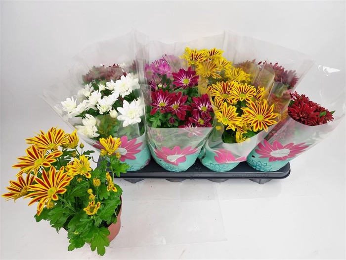 <h4>Chrys Gem 4 Kl</h4>