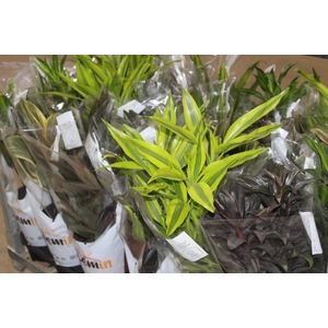 DRACENA VARIADO P17