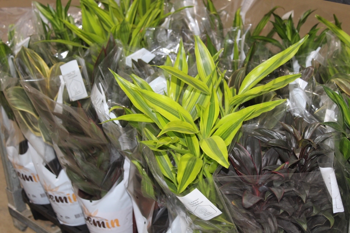 <h4>DRACENA VARIADO P17</h4>