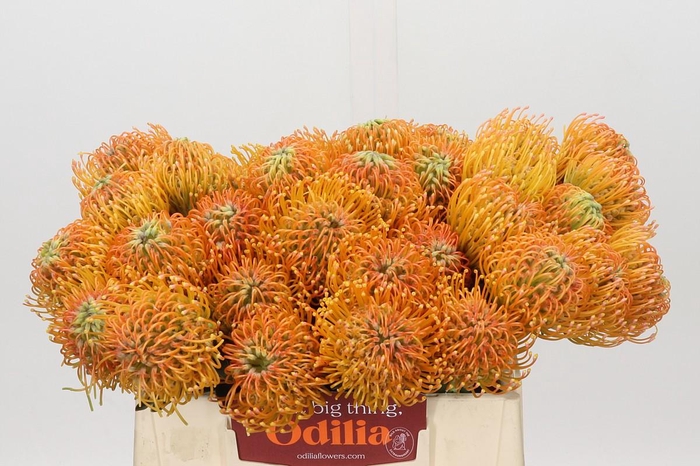 Nutans Ayoba Peach