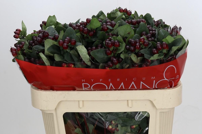 <h4>Hypericum Rocky Romance Spray</h4>