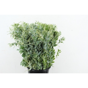 ACACIA MIMOSA DENIS BODEN 200GR