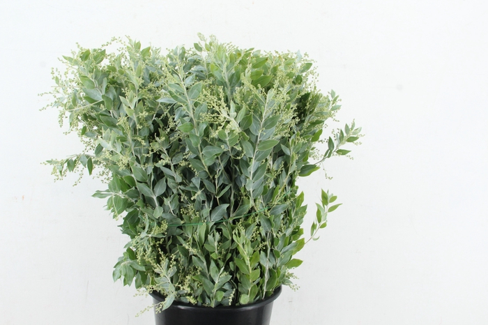 <h4>ACACIA MIMOSA DENIS BODEN 200GR</h4>