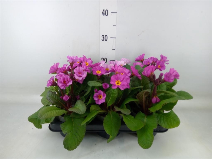 <h4>Primula elat.</h4>