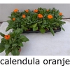 arr8 Calendul Officinalis
