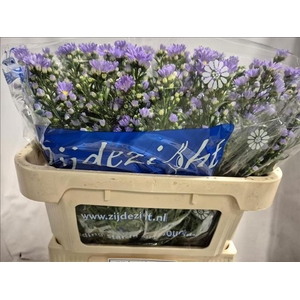 Aster Cassandra