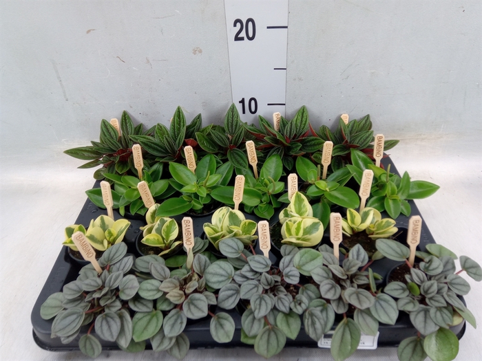 <h4>Peperomia   ...mix</h4>