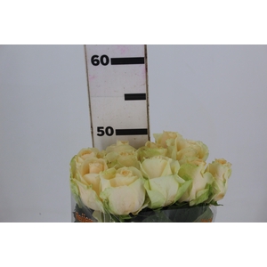 ROSA PEACH AVALANCHE 050 CM ESTUFA