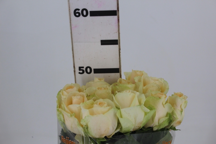 ROSA PEACH AVALANCHE 050 CM ESTUFA