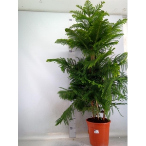 Araucaria heterophylla