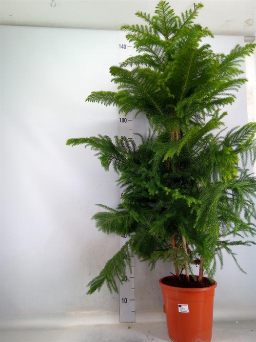 <h4>Araucaria heterophylla</h4>