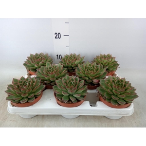 Echeveria   ...
