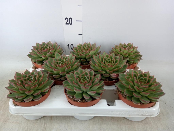 <h4>Echeveria   ...</h4>