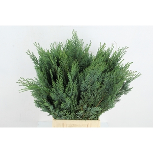 CONIFEER GREEN PER STEM