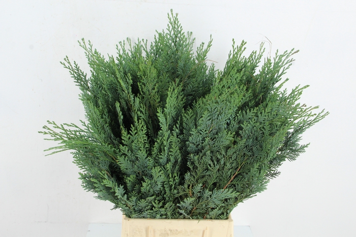 <h4>CONIFEER BLUE PER STEM</h4>