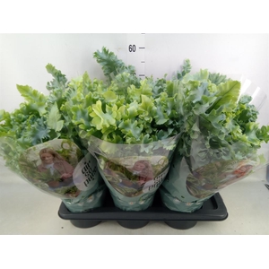 Phlebodium aureum 'Davana'