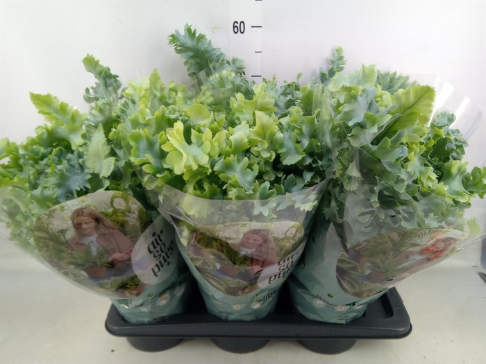 <h4>Phlebodium aureum 'Davana'</h4>