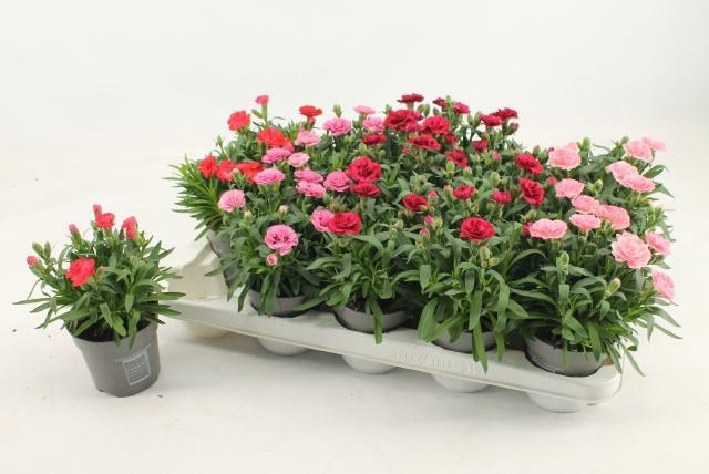 OSTEO C D S PINK IMP