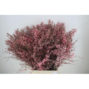 Ginster 400gr Pink P Bunch