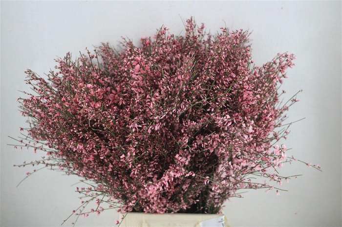 <h4>Ginster 400gr Pink P Bunch</h4>