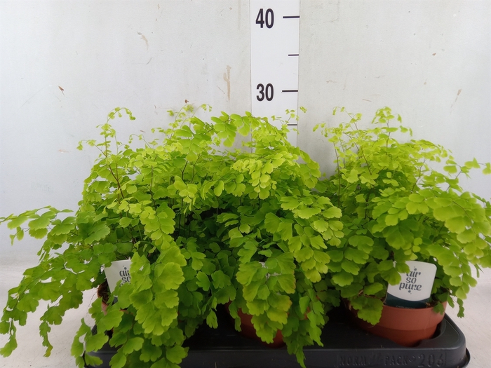 <h4>Adiantum raddi. 'Fragrans'</h4>