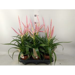 Tillandsia  'Dolce'