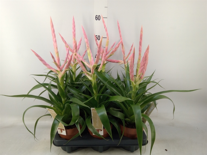 <h4>Tillandsia  'Dolce'</h4>