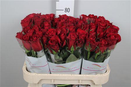 <h4>R Gr Ever Red</h4>
