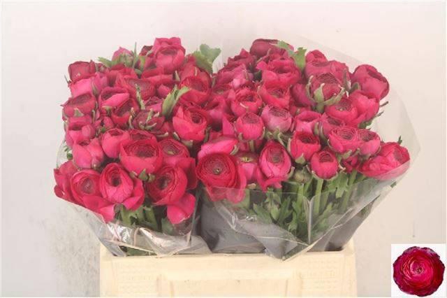 <h4>RAN EL HOT PINK</h4>