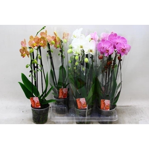 PHAL EL CASCADE