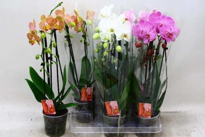 <h4>PHAL EL CASCADE</h4>